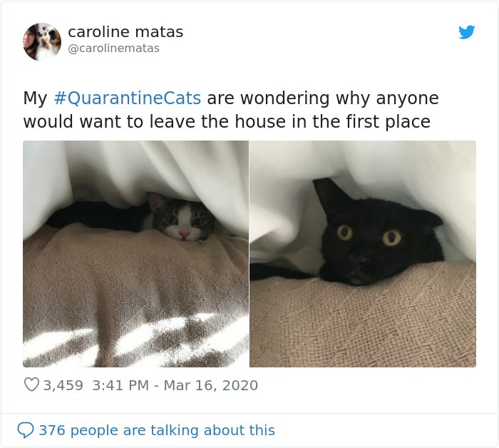 Cats Showing Us How To Quarantine and Chill They have a point