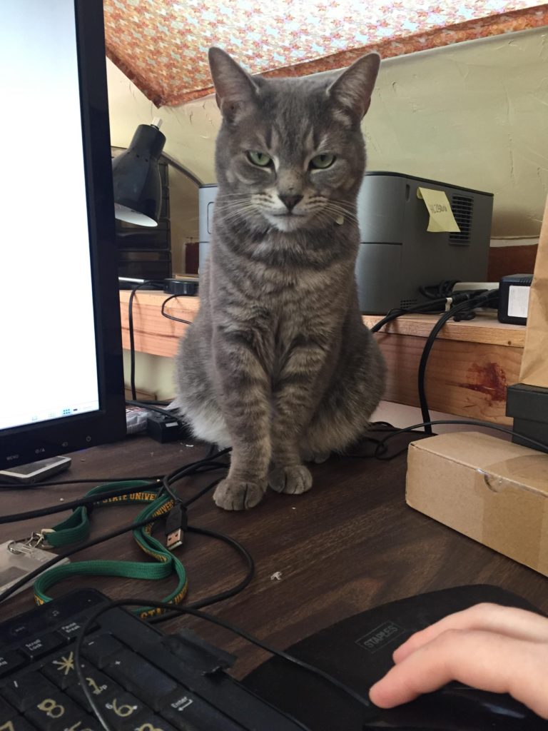 Cats Showing Us How To Quarantine and Chill This is my spot