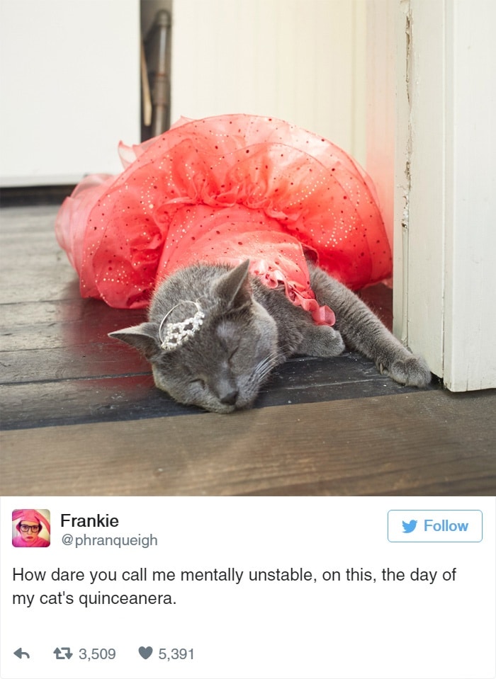 Cats Showing Us How To Quarantine and Chill This is perfectly normal