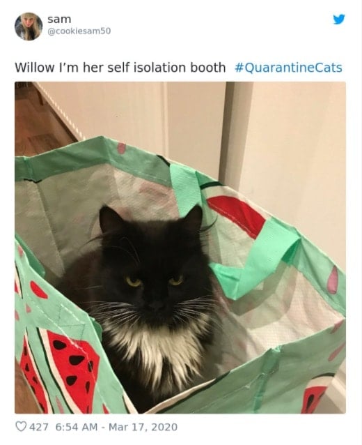 Cats Showing Us How To Quarantine and Chill What are you looking at?