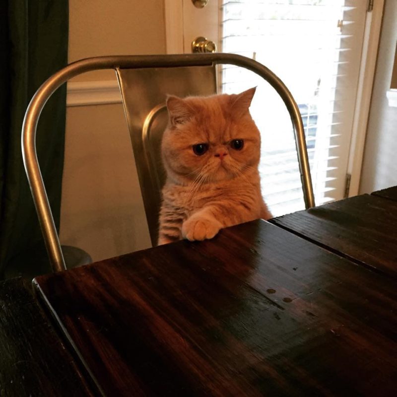 Cats Showing Us How To Quarantine and Chill Where do you think you’re going?