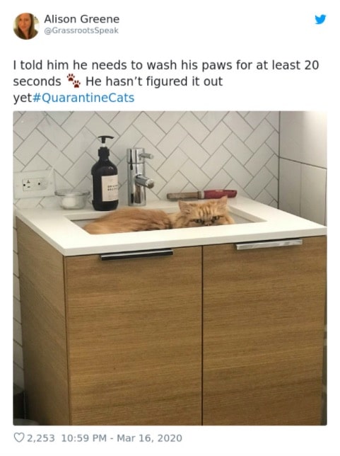 Cats Showing Us How To Quarantine and Chill You’re almost there