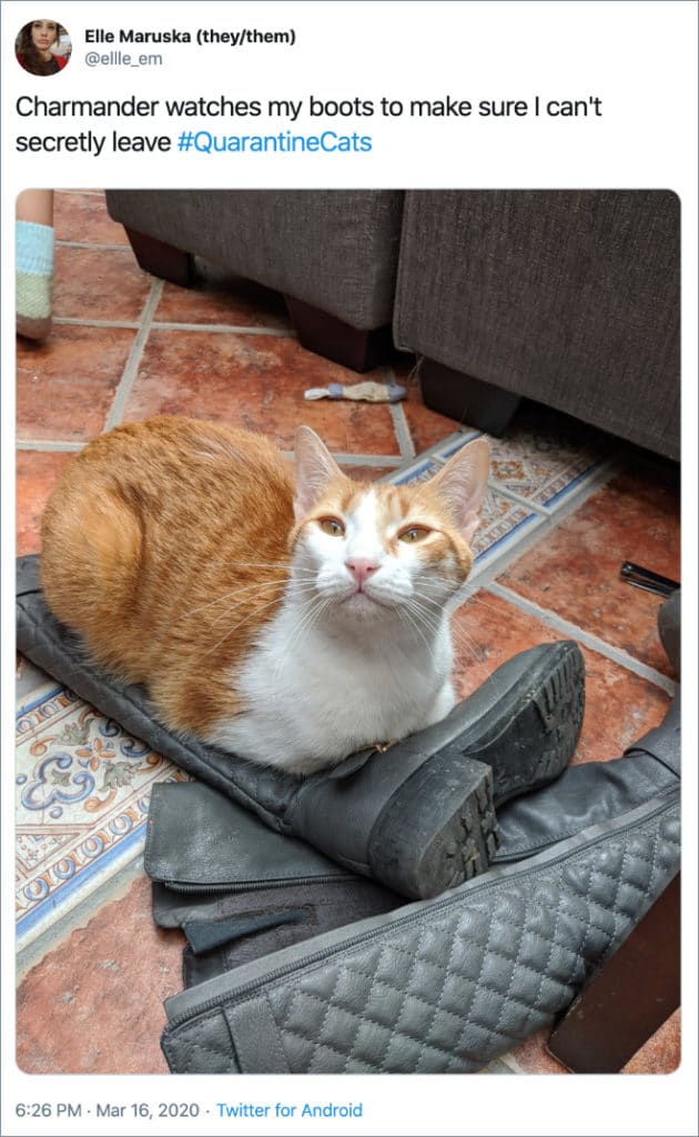 Cats Showing Us How To Quarantine and Chill You’re not going anywhere