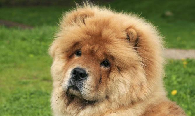 Chow Chow 10