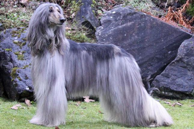 Afghan Hound 11