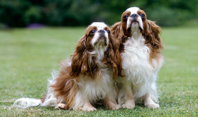 English Toy Spaniel 12