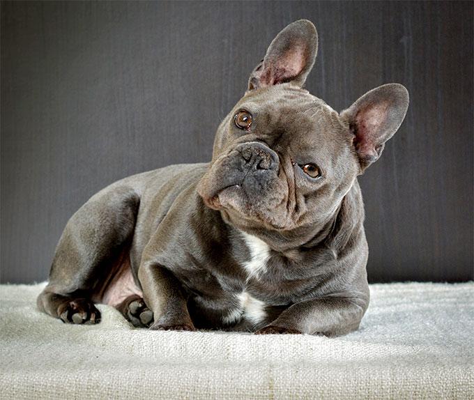 French Bulldog 14