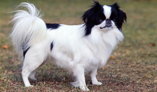 Japanese Chin 15