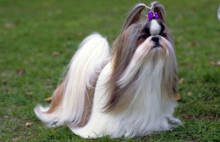 Shih Tzu 16