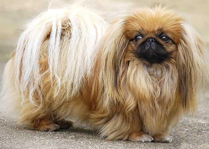 Pekingese 17