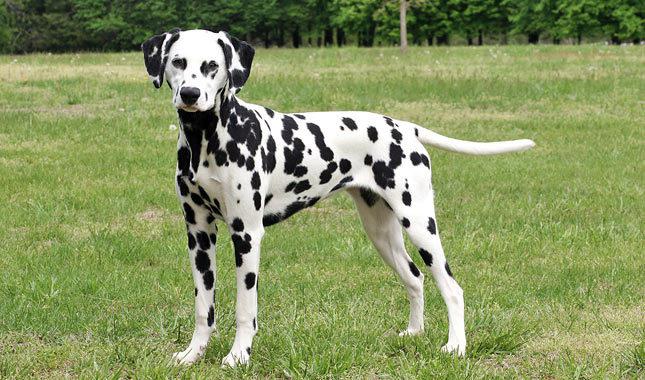 Dalmatian 18
