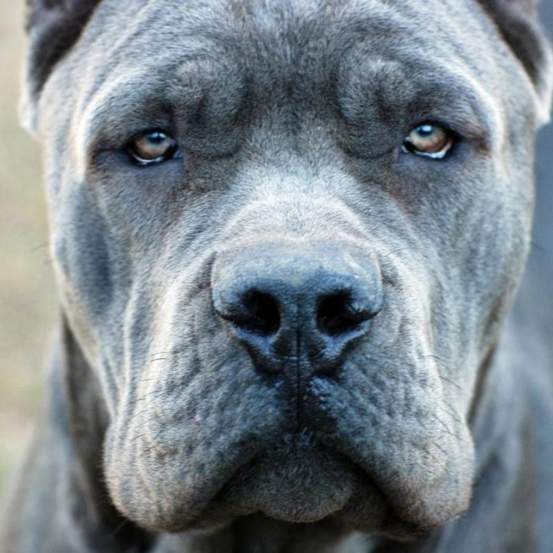 Cane Corso 19