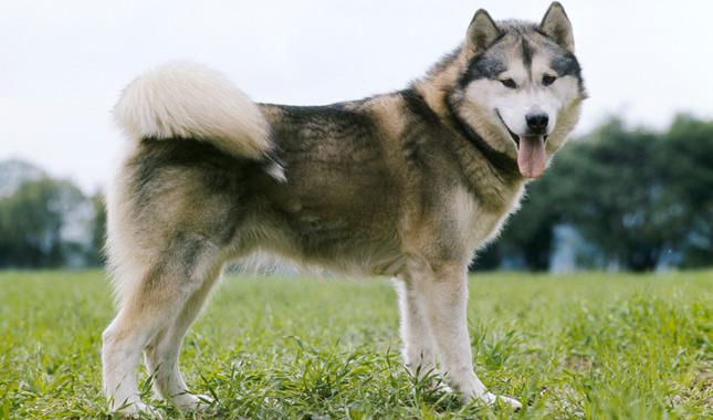 Alaskan Malamute 2