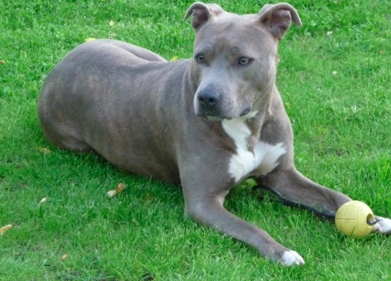 Staffordshire Terrier 24