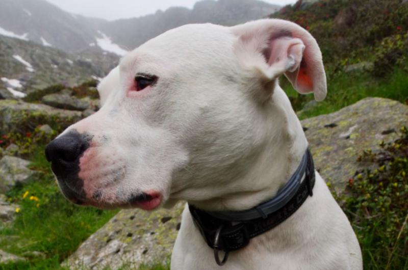 Dogo Argentino 27