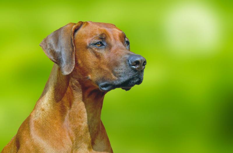 Rhodesian Ridgeback 28