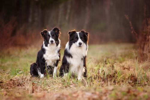 Border Collie 29