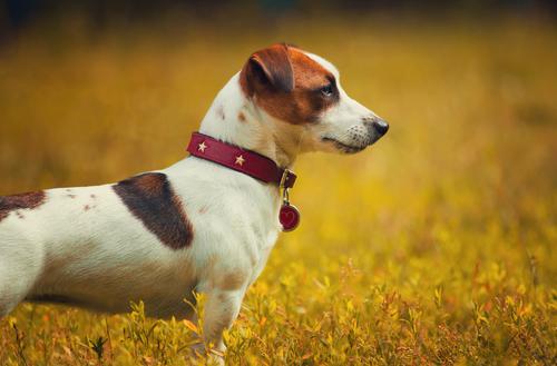 Jack Russell Terrier 31