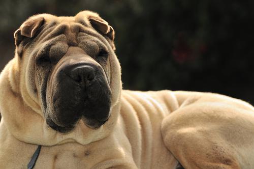 Shar-Pei 32