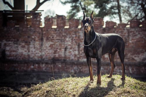 Doberman Pinscher 33