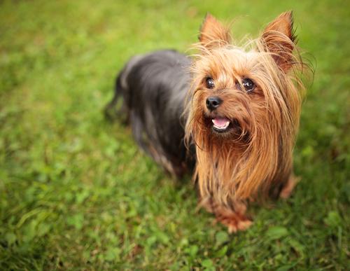 Yorkshire Terrier 34