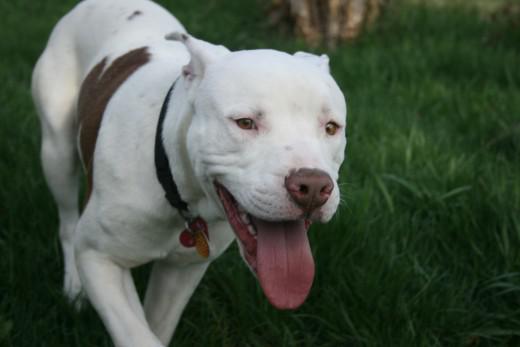 American Pit bull Terrier 35
