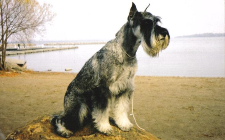 Standard Schnauzer 36