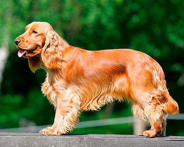 Cocker Spaniel 37