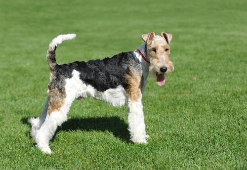 Wire Fox Terrier 38