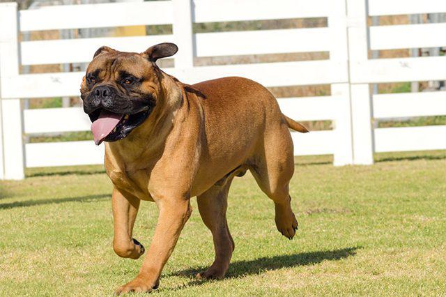 Bullmastiff 4