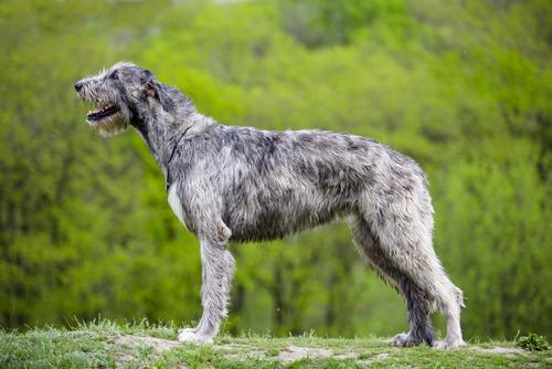 Irish Wolfhound 40