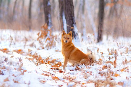 Finnish Spitz 44