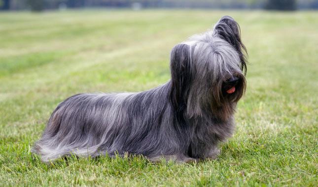 Skye Terrier 45