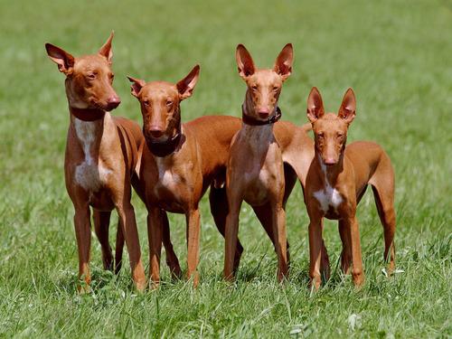 Pharaoh Hound 46