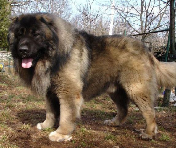 Caucasian Shepherd 48
