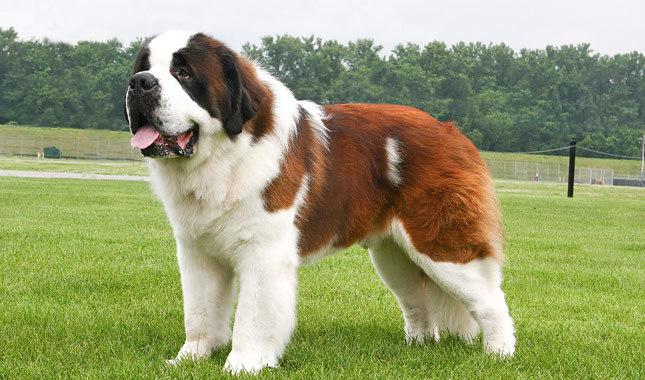 Saint Bernard 5