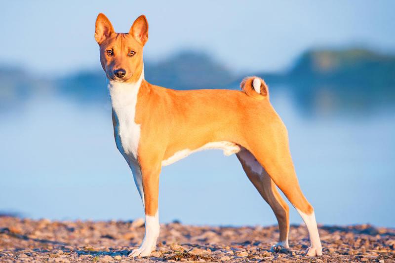 Basenji 50