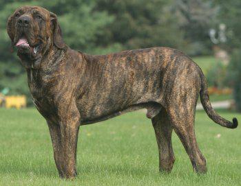 Fila Brasileiro 51
