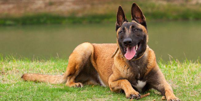 Belgian Malinois 52