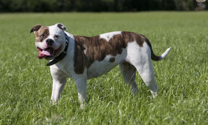 American Bulldog 54