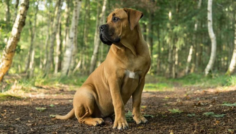 Boerboel 55