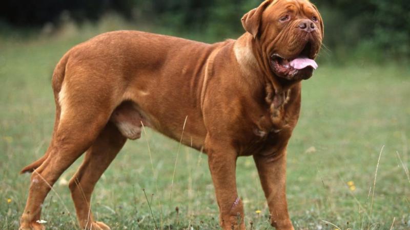 Dogue de Bordeaux 58