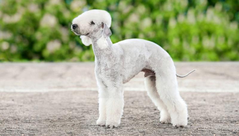 Bedlington Terrier 59