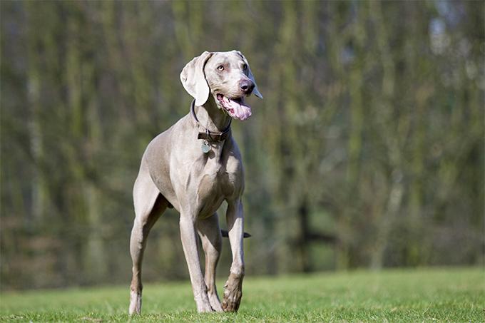 Weimaraner 6