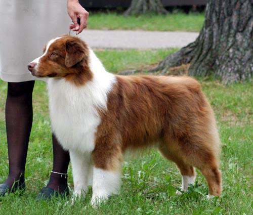 Australian Shepherd 7