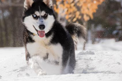 Siberian Husky 8