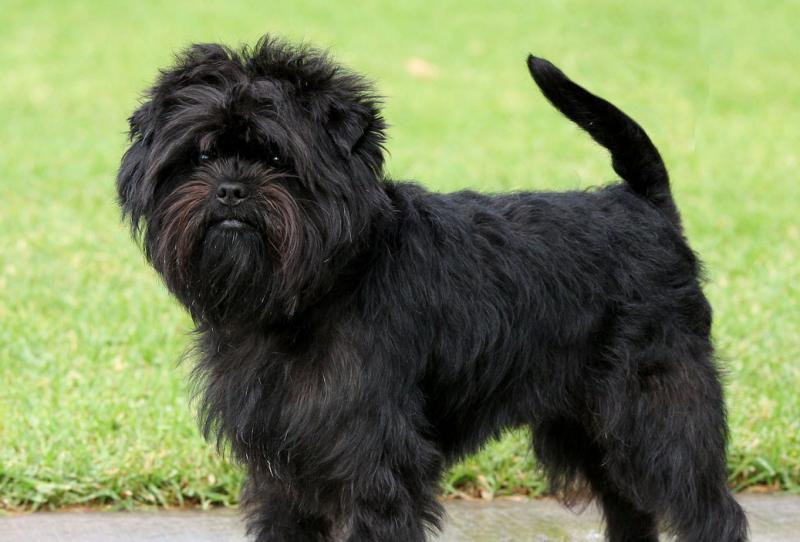 Affenpinscher 9