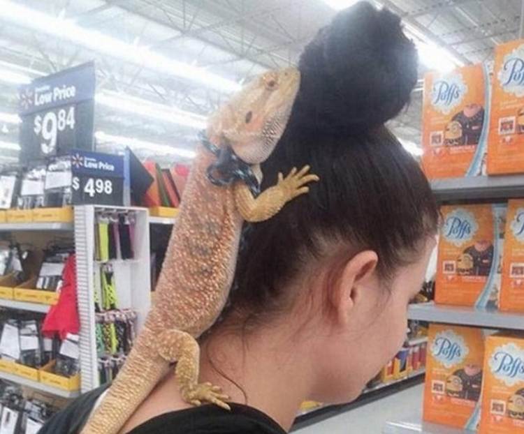 Lizzy The Living Hair Accessory