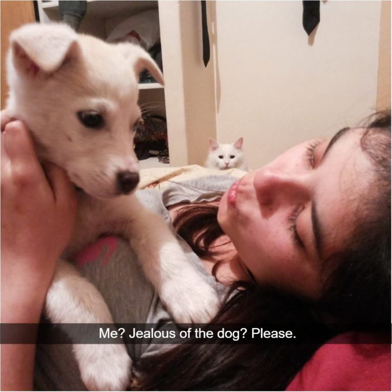 How Jealousy Looks When Your Caught On Camera A new puppy in the house