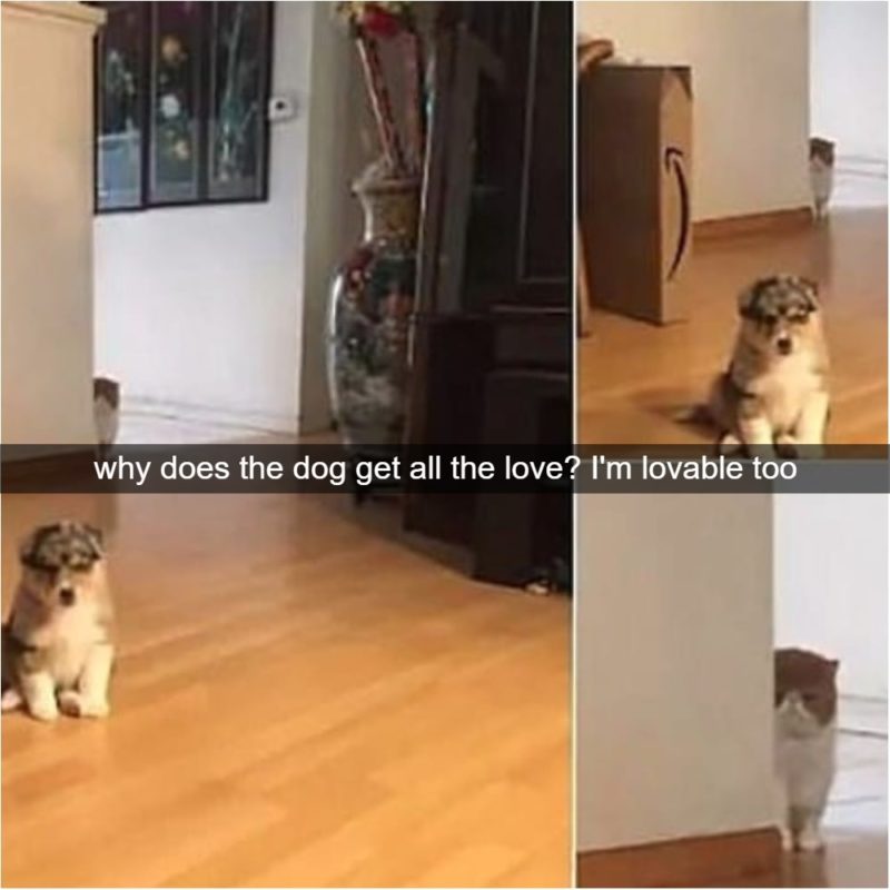 How Jealousy Looks When Your Caught On Camera Beware of the cat